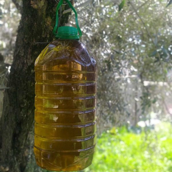 Soğuk Sıkım Zeytinyağı 1 litre - Görsel 3