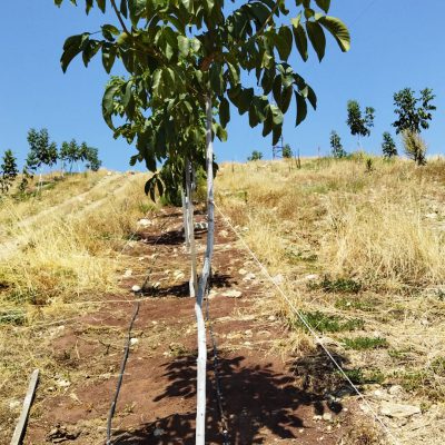 12fe90c2-cf08-4552-bc4c-7c0133333faf