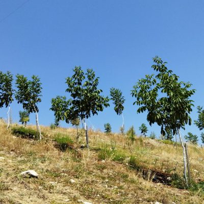 1868ce2e-0ae6-4baf-a4ee-a84edfe62bd6