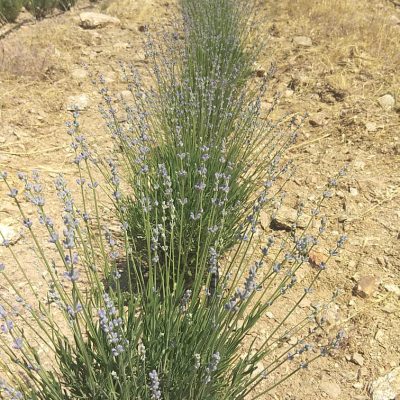 28abb754-45cb-424a-8298-6df2f3ff3234