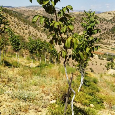 51934f4d-284b-4ead-9017-da4daac47294 2